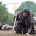 Turkish series Kuruluş Osman episode 179 english subtitles